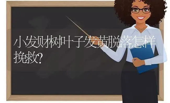 小发财树叶子发黄脱落怎样挽救？ | 植物问答