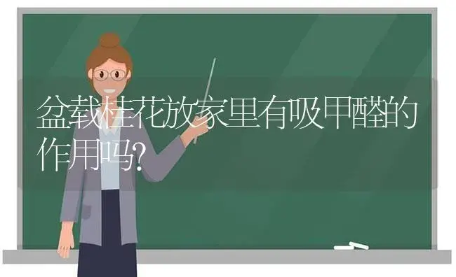 盆载桂花放家里有吸甲醛的作用吗？ | 植物问答