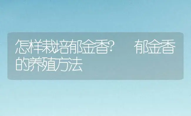 怎样栽培郁金香? 郁金香的养殖方法 | 植物知识