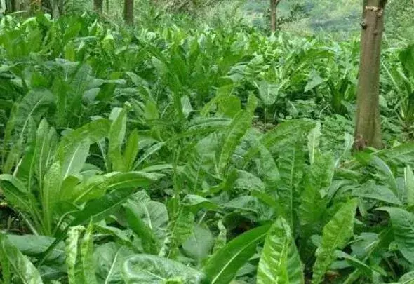 食叶草种子图片 食叶草种植技术