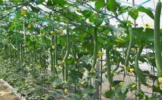 露地丝瓜的高产种植技术