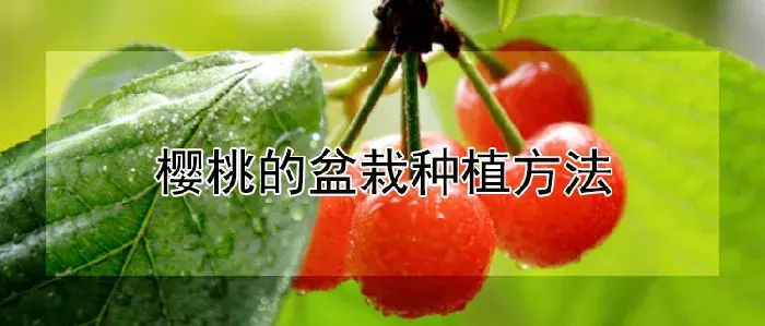 樱桃的盆栽种植方法