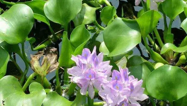 水葫芦如何放养管理