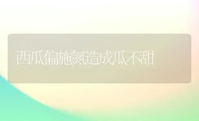 西瓜偏施氮造成瓜不甜 | 植物科普
