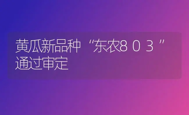 黄瓜新品种“东农803”通过审定 | 植物科普