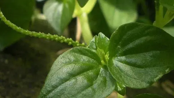 荷叶椒草怎么种 荷叶椒草种植方法与注意事项