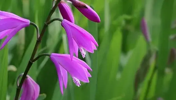 白芨种植条件 白芨种植有补助吗 种植白芨有哪些风险