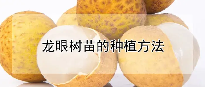 龙眼树苗的种植方法