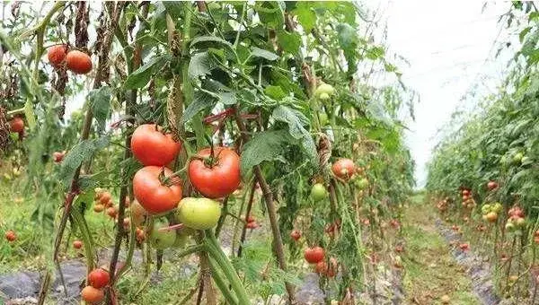 西红柿种植想要取得好收成，这几个小方法建议掌握！