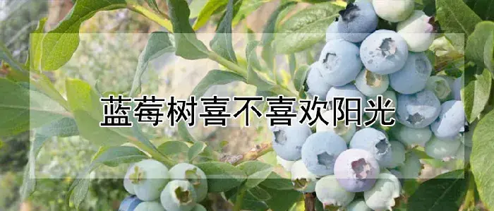 蓝莓树喜不喜欢阳光