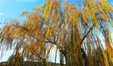 雪后颐和园东堤的金色柳树