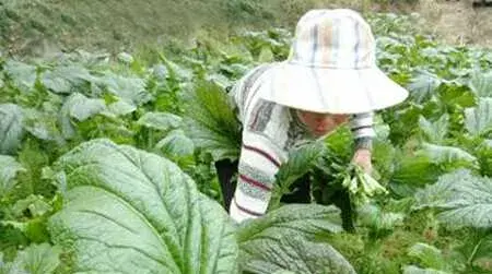 芥菜冬季高产栽培措施