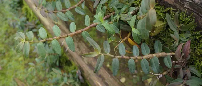 紫皮石斛种植技术