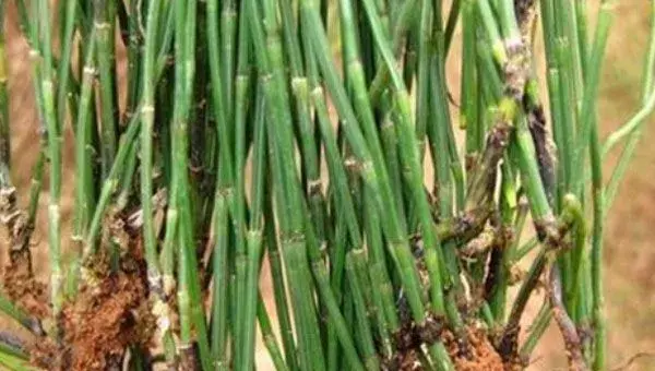 节节草种子哪里有卖？怎么育苗？
