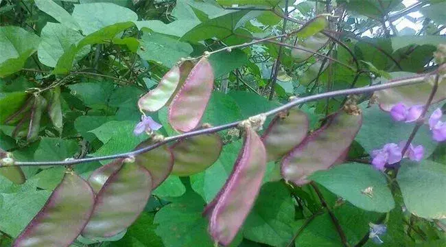 扁豆种植需要注意哪些问题