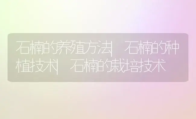 石楠的养殖方法|石楠的种植技术|石楠的栽培技术 | 植物科普