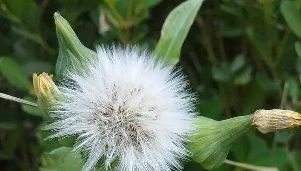 车前草怎么种 车前草种植技术与注意事项