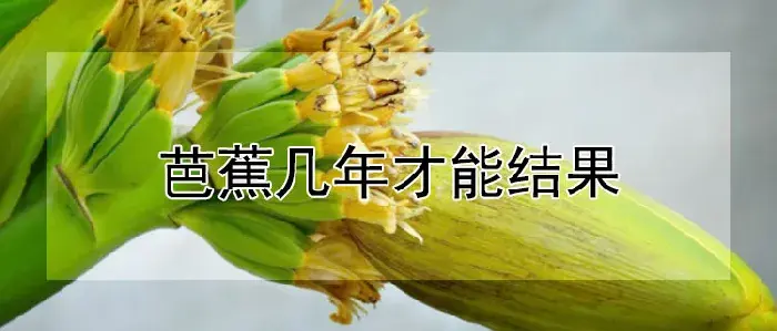 芭蕉几年才能结果