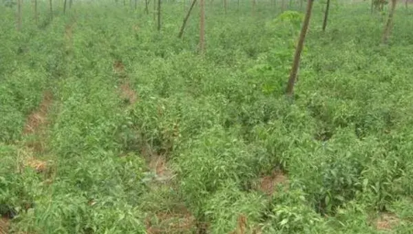 白术种植技术 白术种植时间