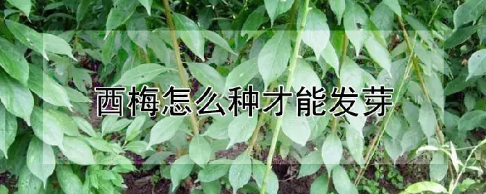 西梅怎么种才能发芽