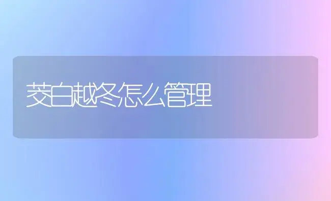 茭白越冬怎么管理 | 植物科普