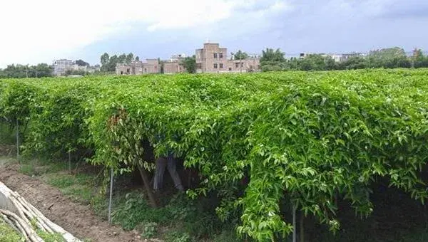 百香果种植必读