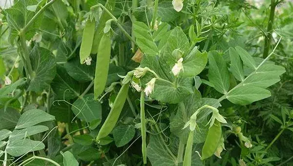 菜豌豆种植技术