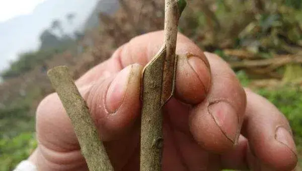 茶花可以扦插繁殖吗 茶花怎么嫁接（什么时候）