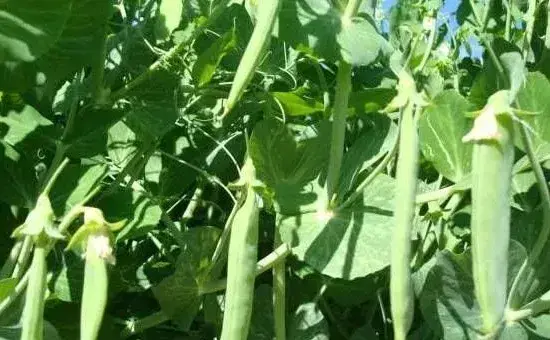 豌豆的种植时间及高产管理技巧
