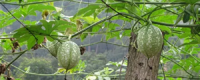 吊瓜种植技术