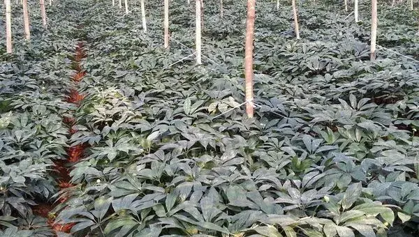 2018种三七赚钱吗？三七种植的利润与投资成本及前景预测