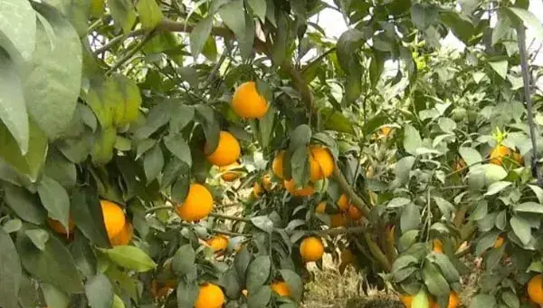 红美人柑橘露天种植需要注意什么