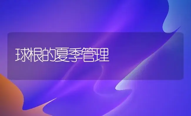 球根的夏季管理 | 植物知识
