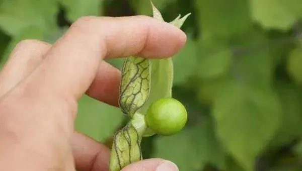 灯笼果种植技术 灯笼果什么时候种植