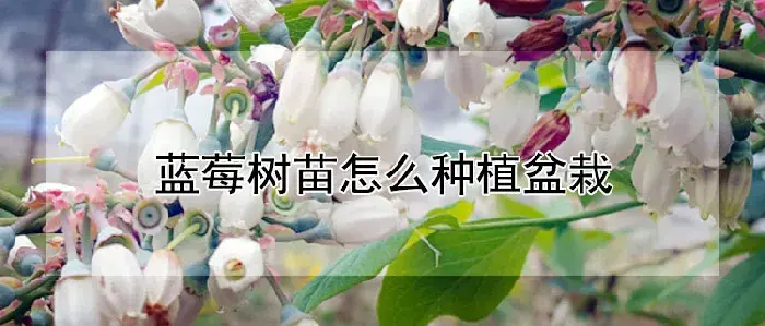 蓝莓树苗怎么种植盆栽