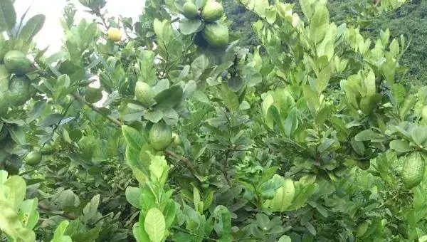 柠檬种植时间