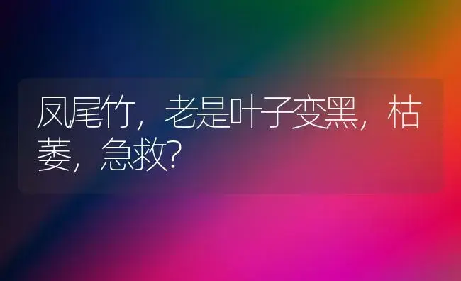 凤尾竹，老是叶子变黑，枯萎，急救？ | 植物问答