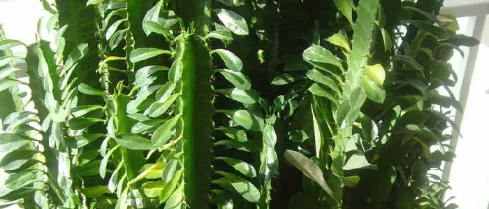 龙骨花的养殖方法几月份剪枝