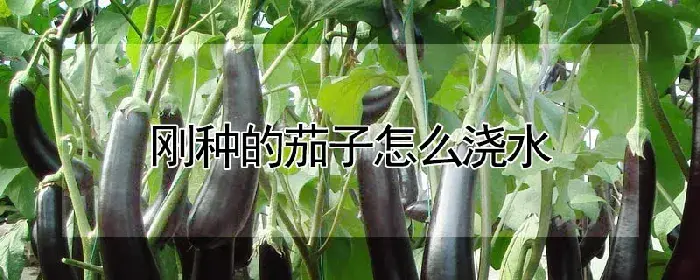 刚种的茄子怎么浇水