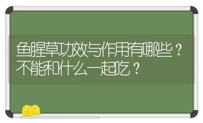 鱼腥草功效与作用有哪些？不能和什么一起吃？ | 植物百科