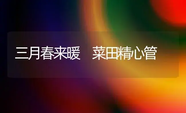 三月春来暖 菜田精心管 | 植物科普