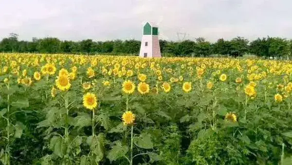 油葵种植技术和产量