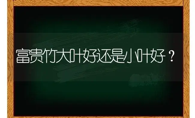 富贵竹大叶好还是小叶好？ | 植物问答