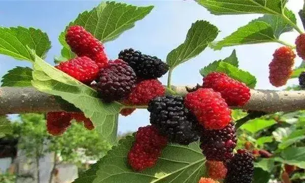 桑葚树为什么要修剪