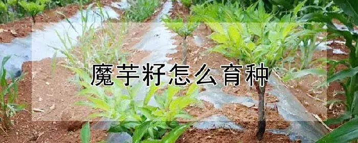 魔芋籽怎么育种