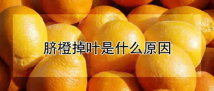 脐橙掉叶是什么原因