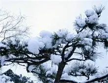 雪松的价值介绍