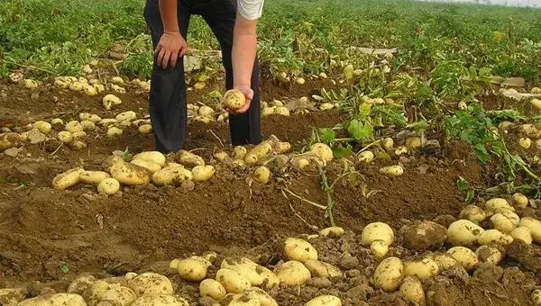 2018种土豆赚钱吗？土豆种植的利润与投资成本及前景预测