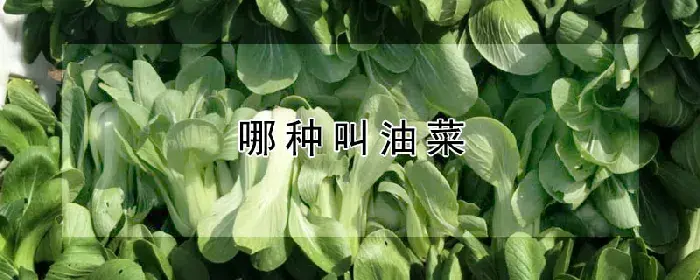 哪种叫油菜