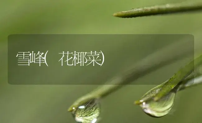 雪峰(花椰菜) | 植物百科